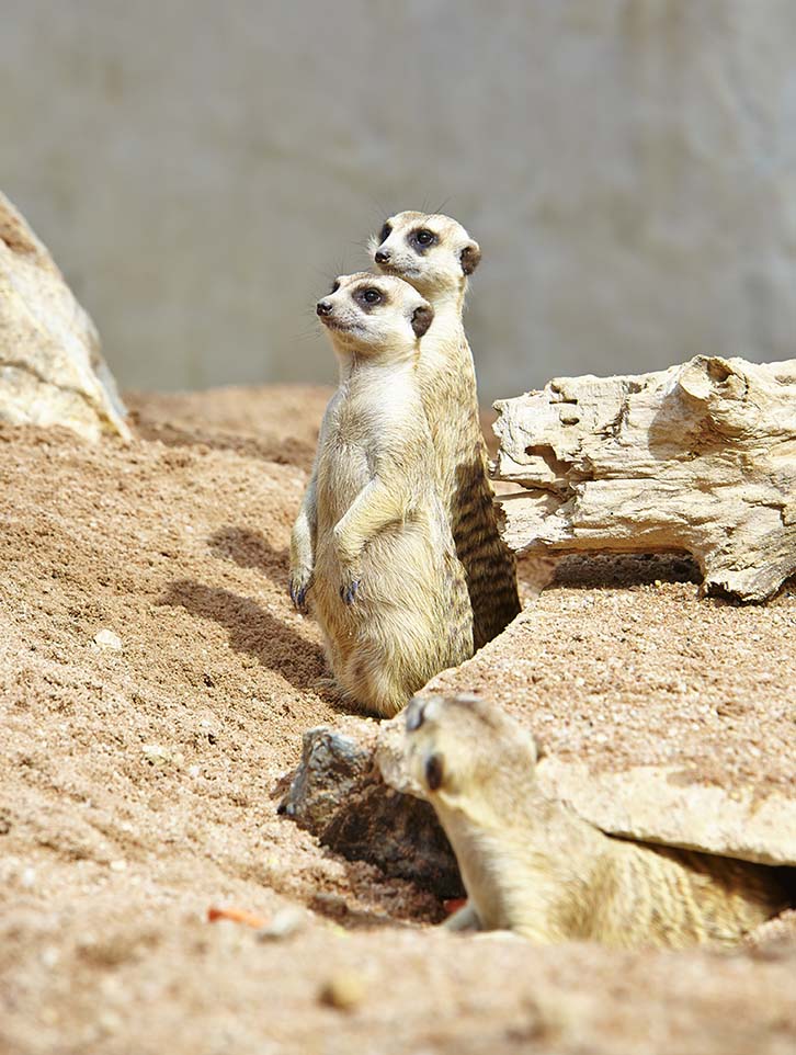 How Big Do Ferrets Really Get Surprising Facts Revealed - ux7r2wq