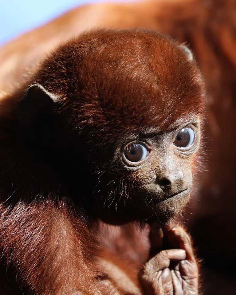 Red howler baby