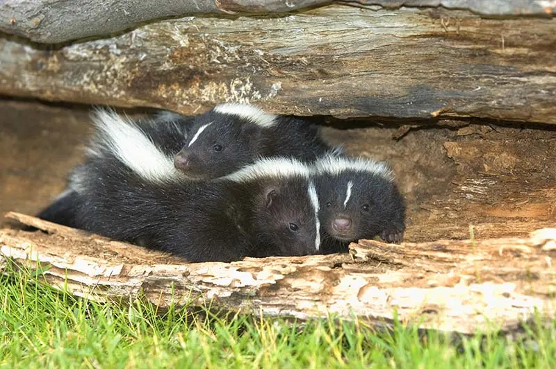 baby skunks in hollow log