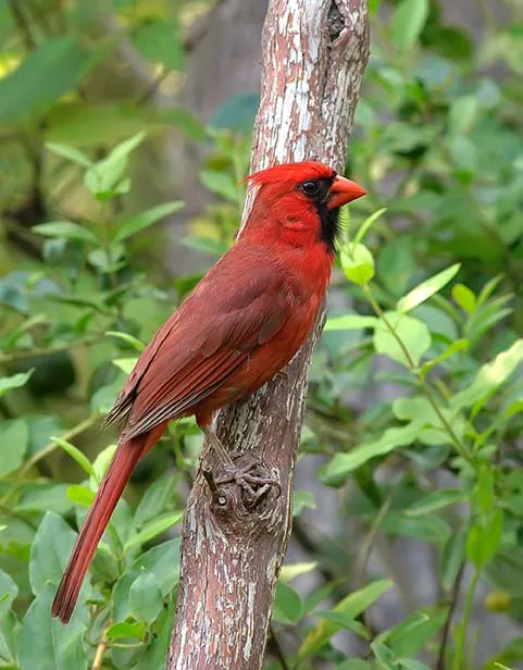 cardinal sitting on branch