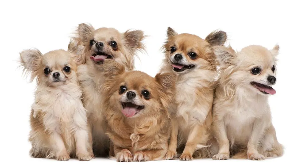 Fun Chihuahua Facts - The Facts Vault