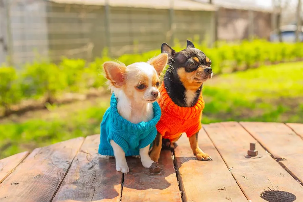 chihuahuas wearing sweaters