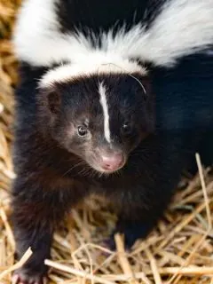 closeup of skunk