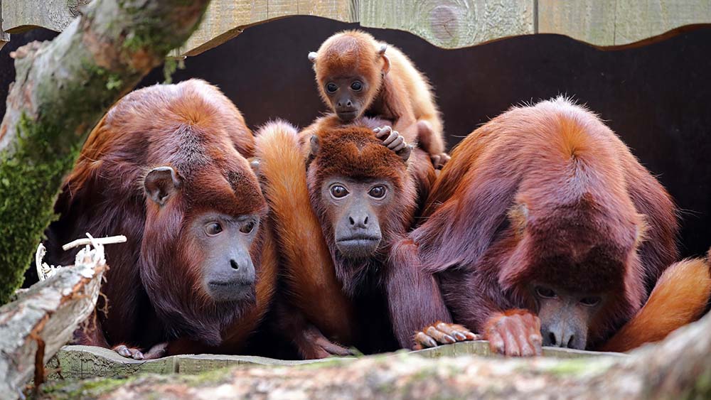 howler monkey family