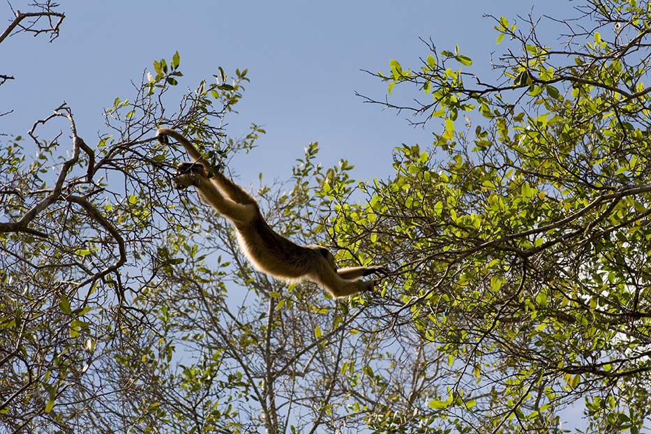 howler monkey swinging through treetops