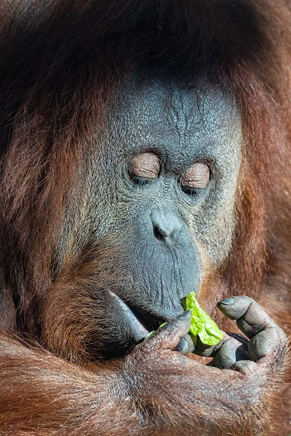 orangutan eating leaves
