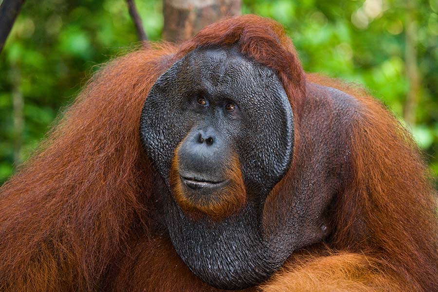 orangutan looking into distance