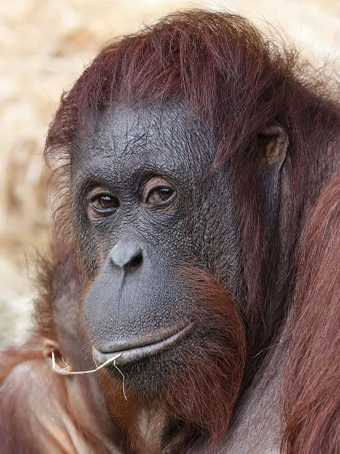 facts about orangutans