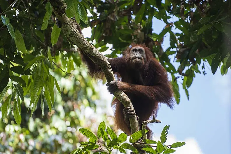 small orangutan in tree