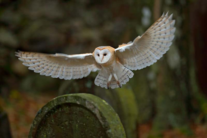 barn owl flying