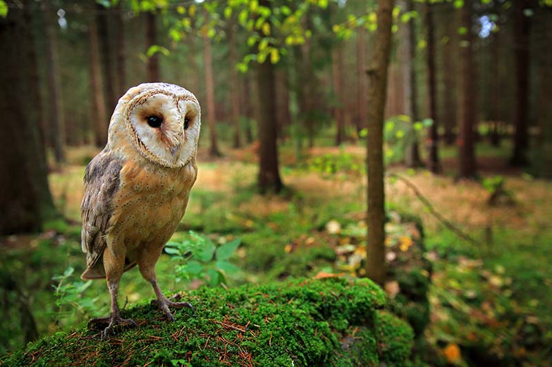 barn owl in forest