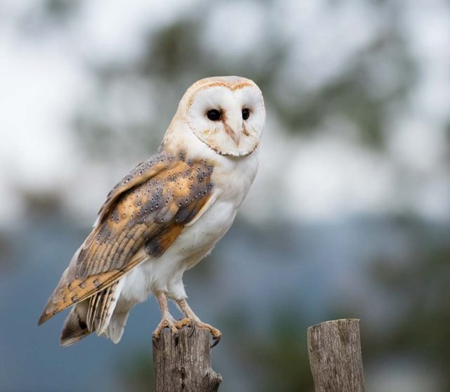 Barn Owl Facts for Kids The Facts Vault