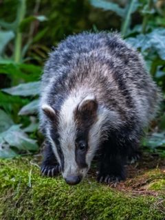 Badger in forest