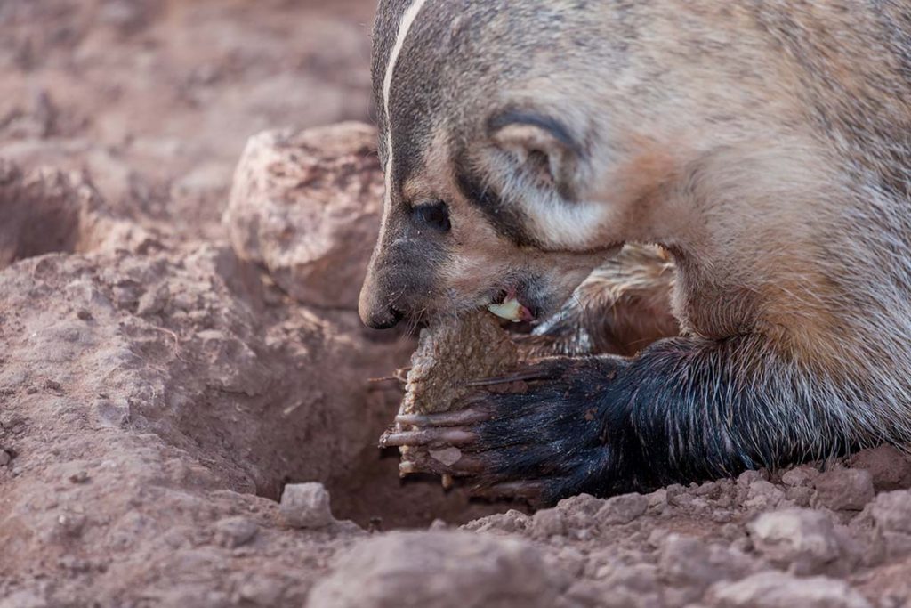 Badger Eating
