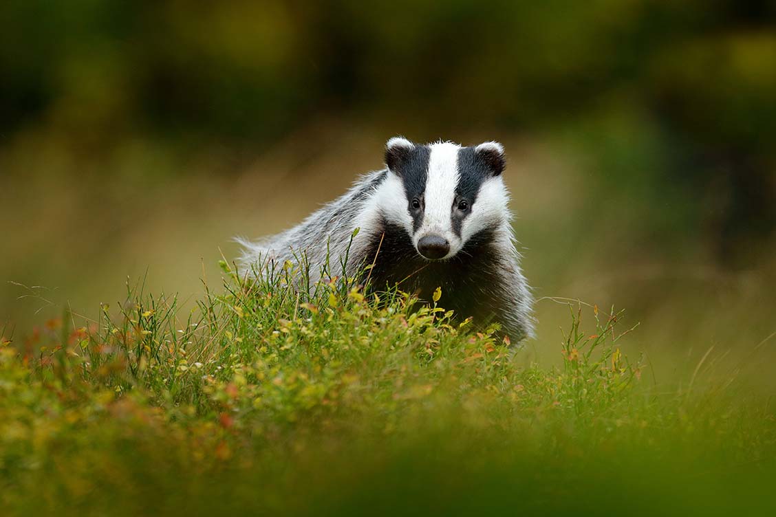 badger in field
