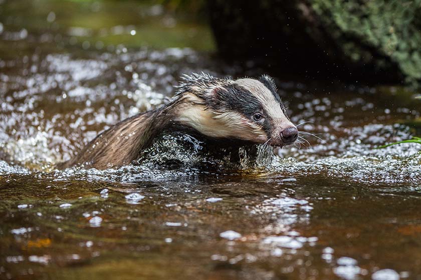 badger swimming