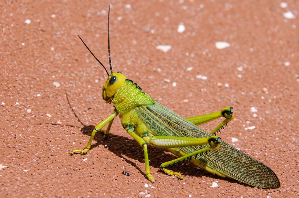 brightly colored grasshopper