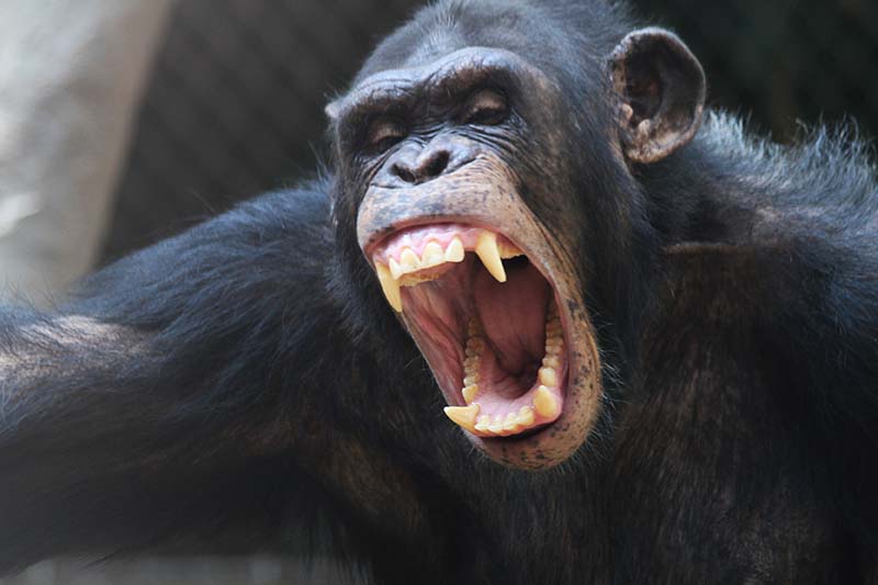 angry chimpanzee