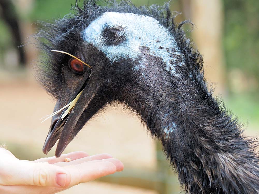 Closeup of the emu ostrich eating from a hand