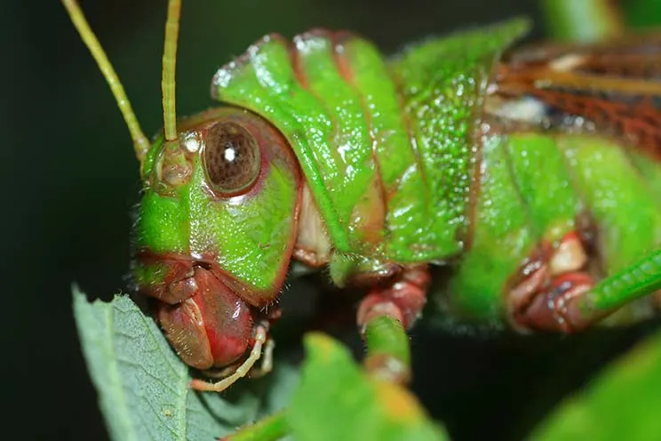 grasshopper eating leaf