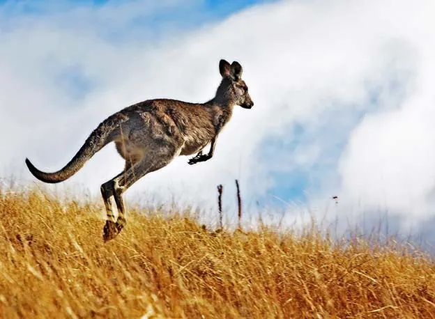 kangaroo jumping in field