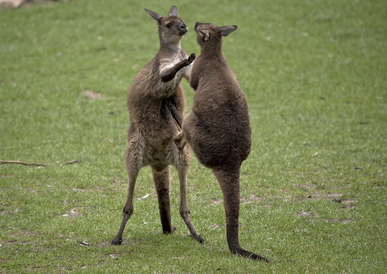 male kangaroos boxing