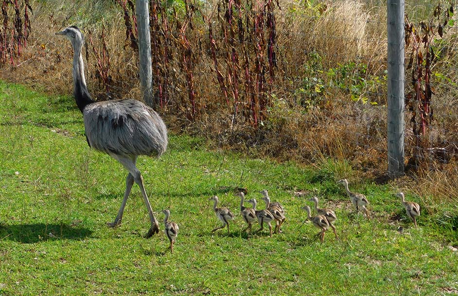 male emu walking with chick