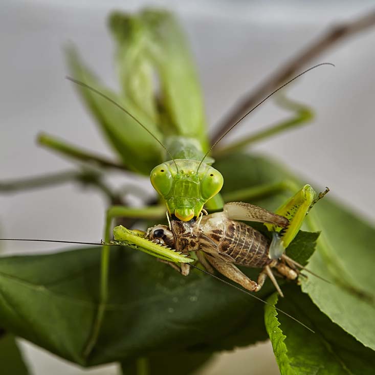 praying mantis eating