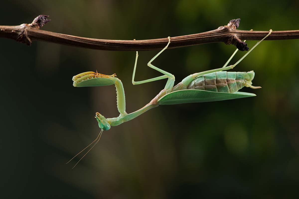 praying mantis hanging on branch