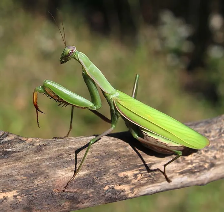 Praying Mantis sitting on log