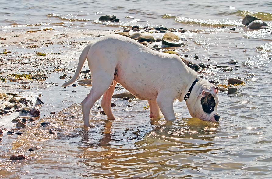 american bulldog drinking water from the river