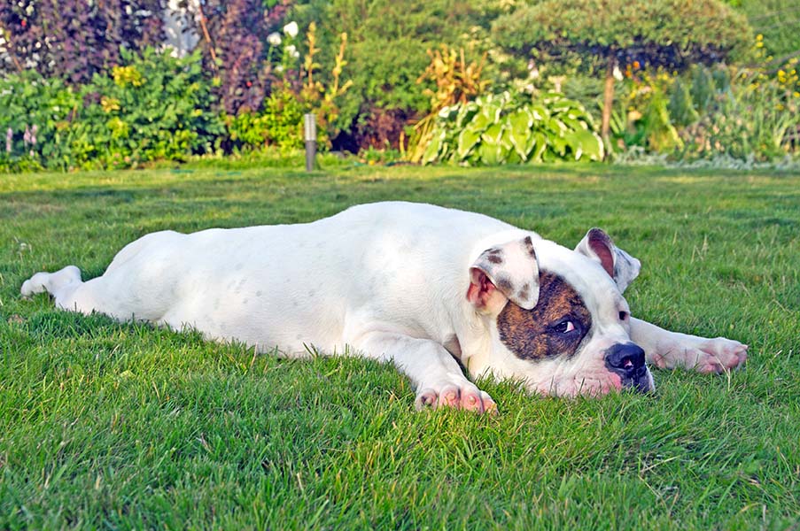 dog relaxing on the grass