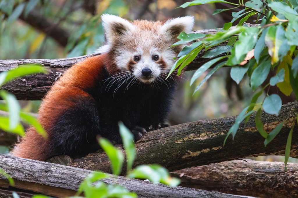 baby red panda cub