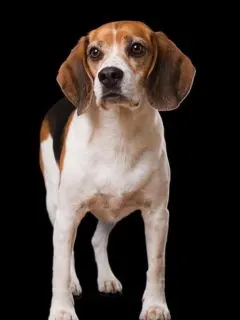 beagle on black background