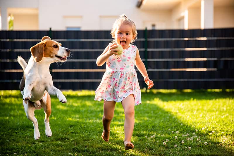 beagle playing with girl