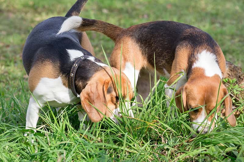 beagles smelling