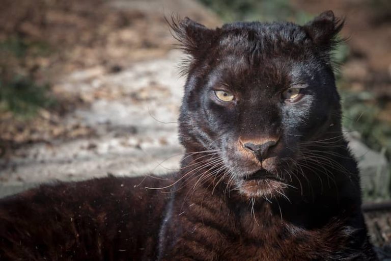 Black Panther Facts for Kids The Facts Vault