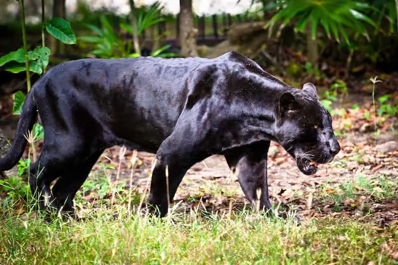 Black Panther Facts For Kids The Facts Vault Black Panther Facts For Kids The Facts Vault