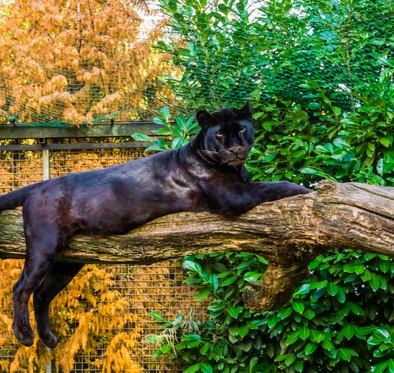 black panther laying on tree limb