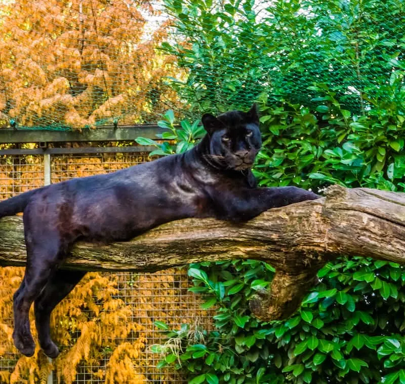 black panther laying on tree limb