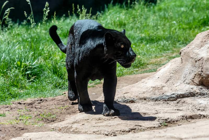 black panther walking
