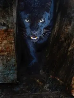 black panther walking from woods