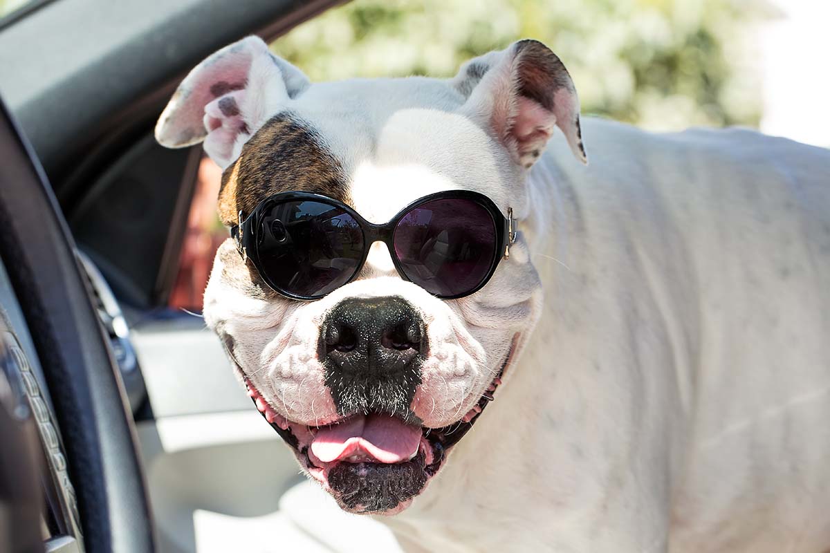 american bulldog in sunglasses in the car