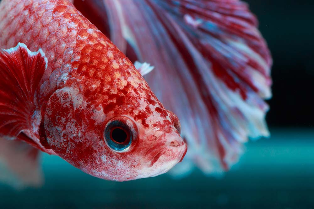 close up of betta fish