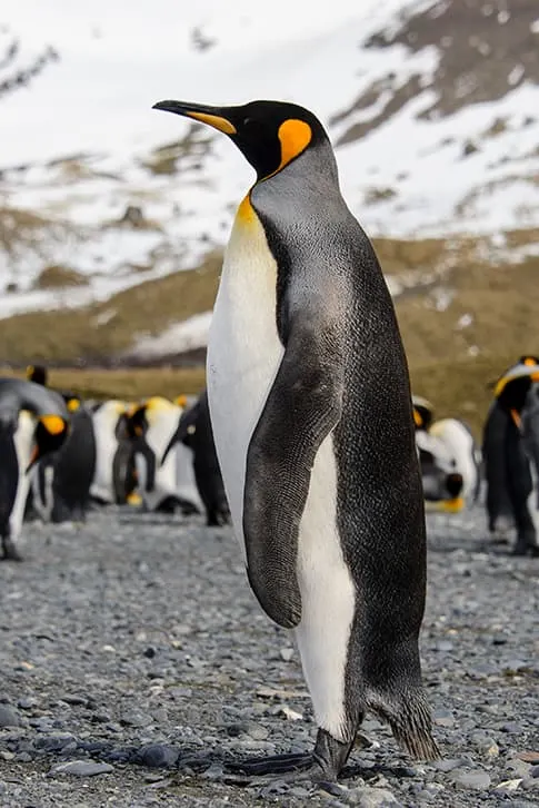 closeup of penguin