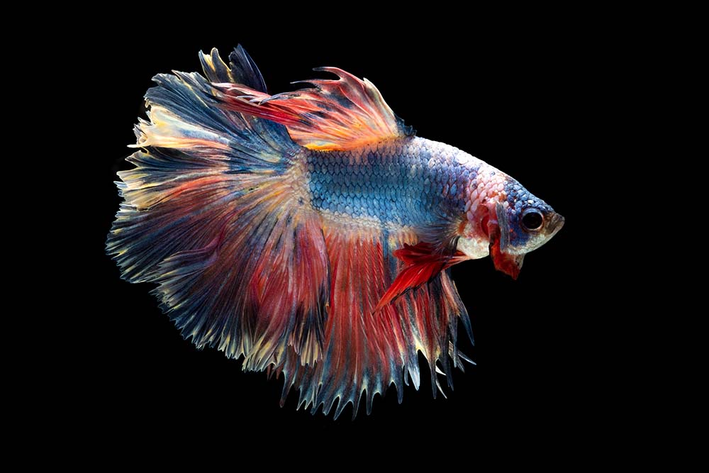 colorful betta fish