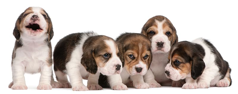 group of beagle puppies