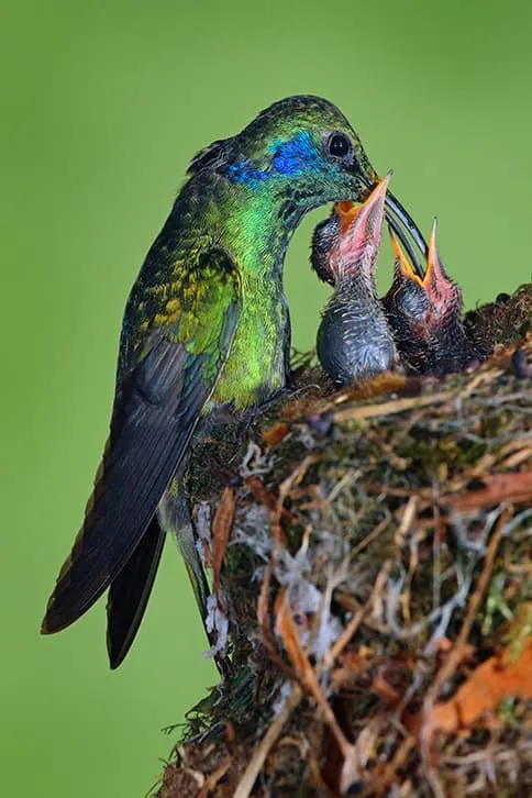 hummingbird feeding baby