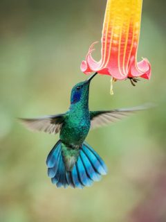 hummingbird feeding from flower