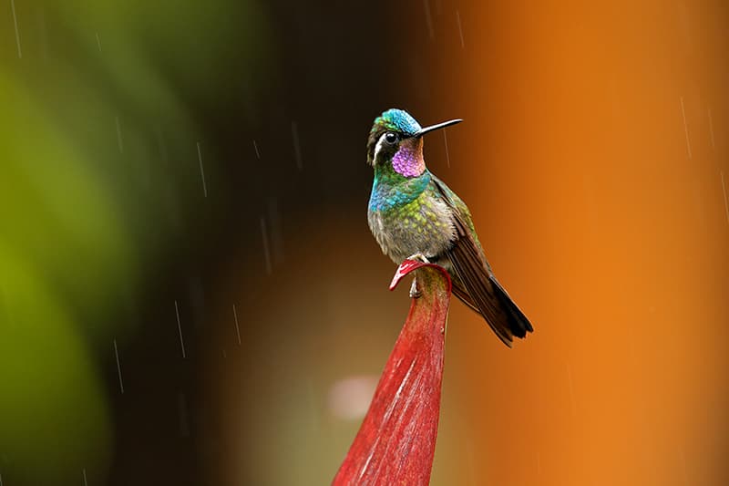 hummingbird from costa rica
